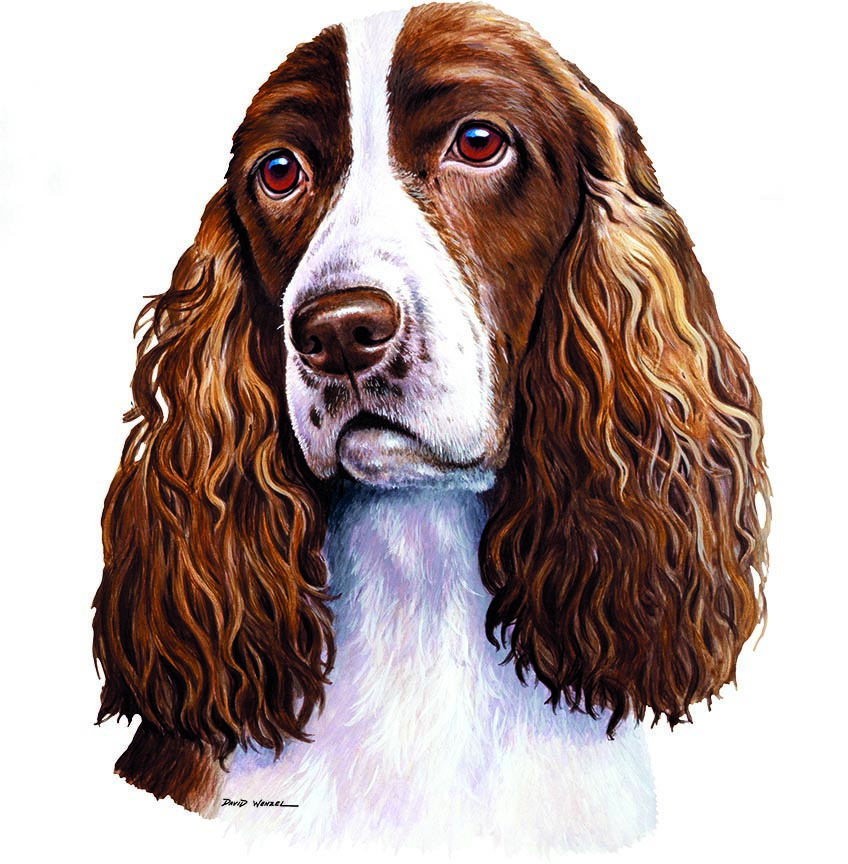 ABH – 1Dogs English Springer Spaniel 12347 © Art Brands Holdings, LLC