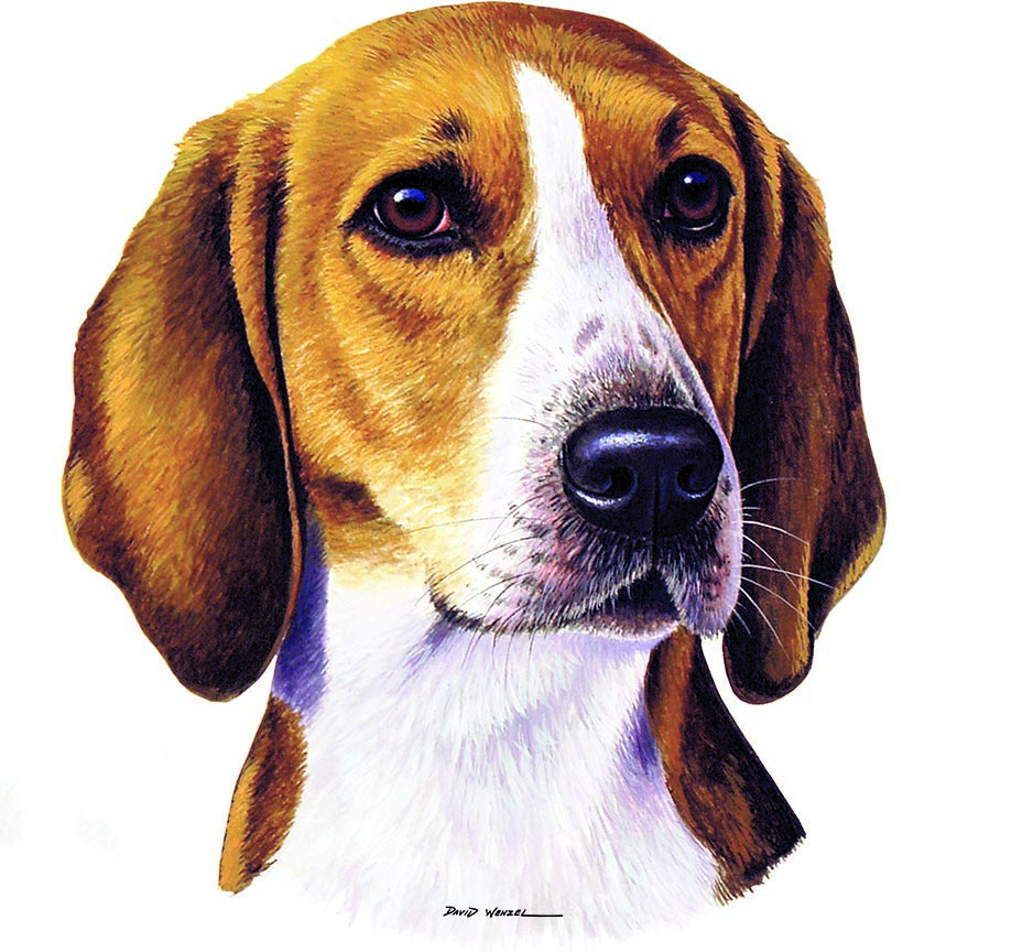 ABH – 1Dogs Foxhound 12412 © Art Brands Holdings, LLC