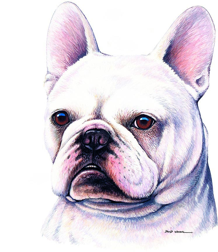 ABH – 1Dogs French Bulldog 12387 © Art Brands Holdings, LLC