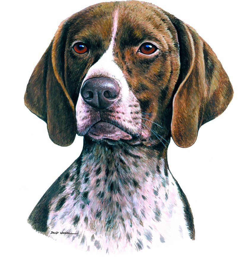 ABH – 1Dogs German Shorthair 12396 © Art Brands Holdings, LLC