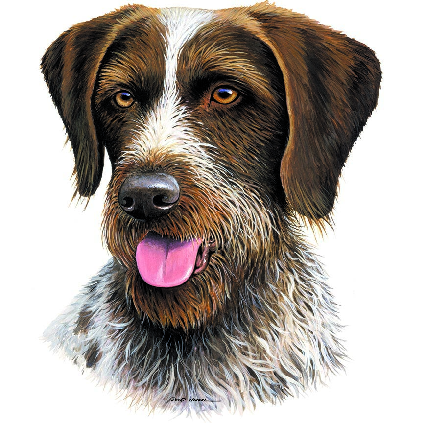 ABH – 1Dogs German Wirehaired Pointer 12399 © Art Brands Holdings, LLC