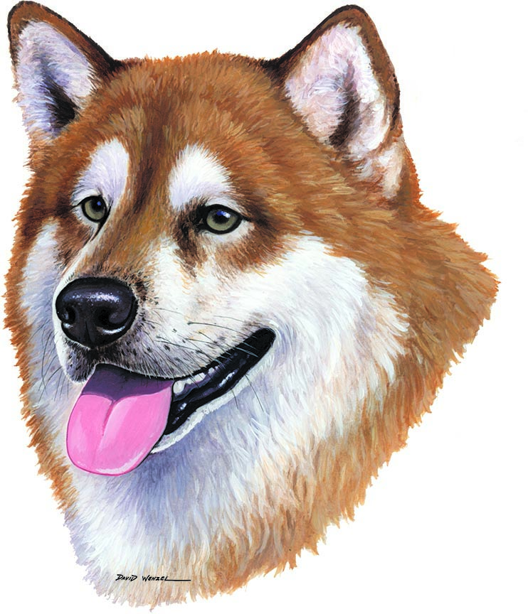 ABH – 1Dogs Gold Malamute 12439 © Art Brands Holdings, LLC