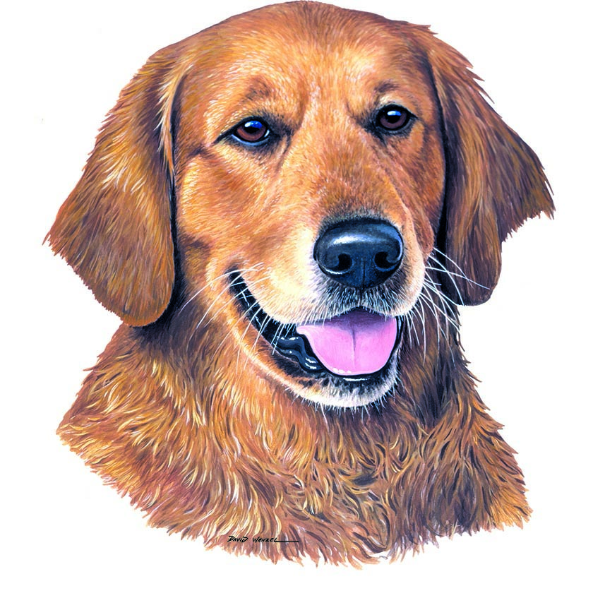 ABH – 1Dogs Golden Retriever 12329 © Art Brands Holdings, LLC