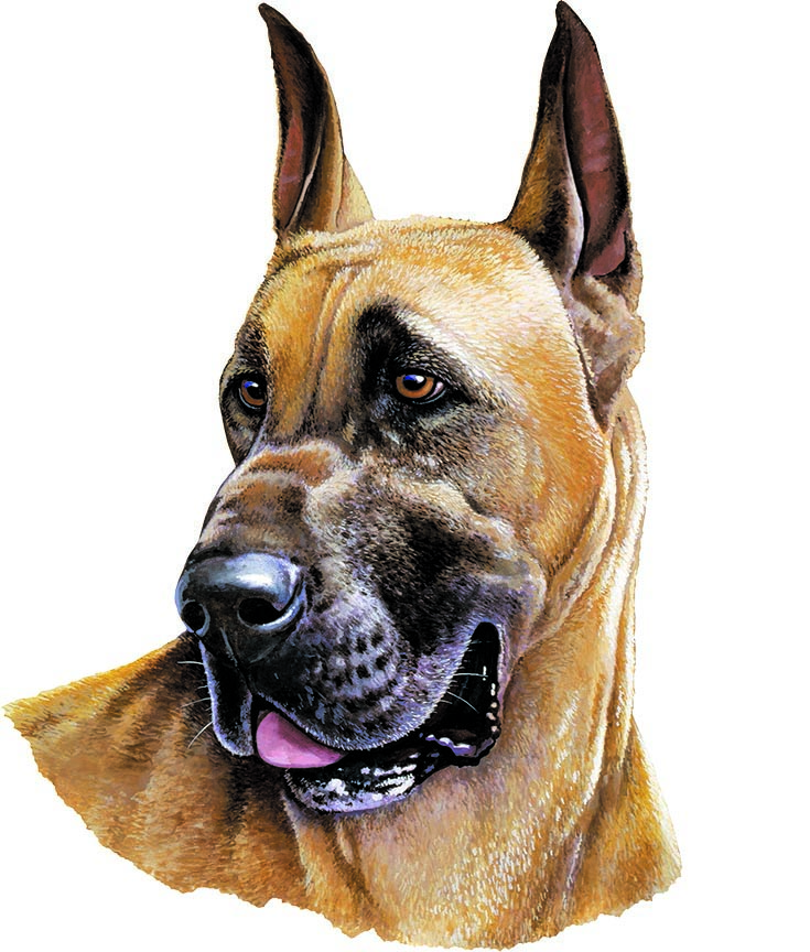 ABH – 1Dogs Great Dane 12311 © Art Brands Holdings, LLC