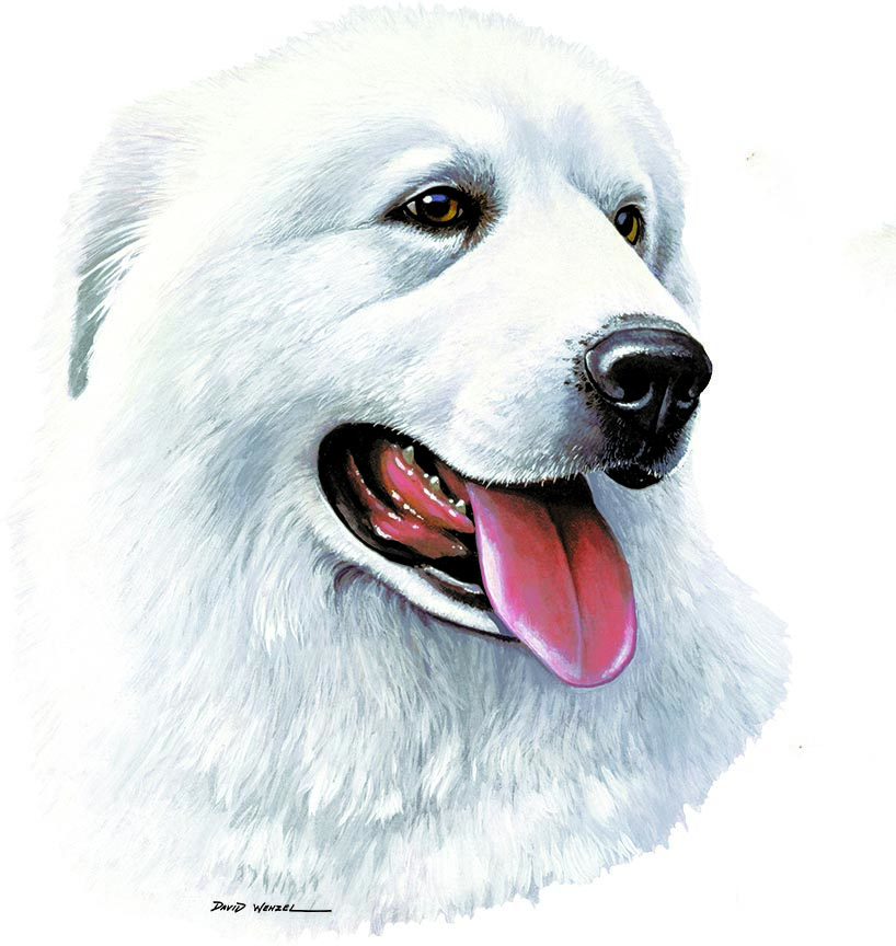 ABH – 1Dogs Great Pyrenees 12315 © Art Brands Holdings, LLC