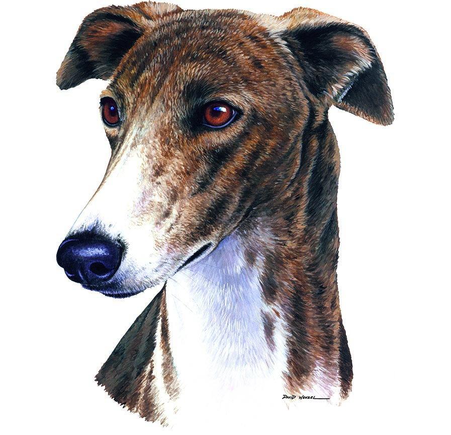 ABH – 1Dogs Greyhound 12392 © Art Brands Holdings, LLC