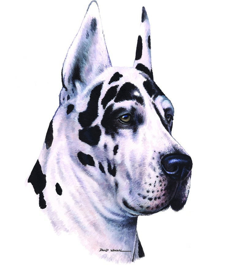 ABH – 1Dogs Harlequin Great Dane 12440 © Art Brands Holdings, LLC