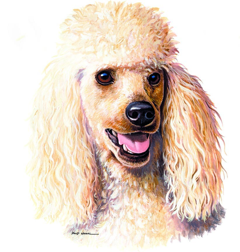 ABH – 1Dogs Honey Poodle 12320 © Art Brands Holdings, LLC