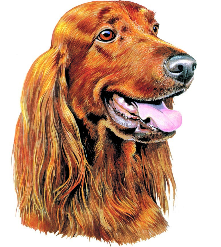 ABH – 1Dogs Irish Setter 12314 © Art Brands Holdings, LLC