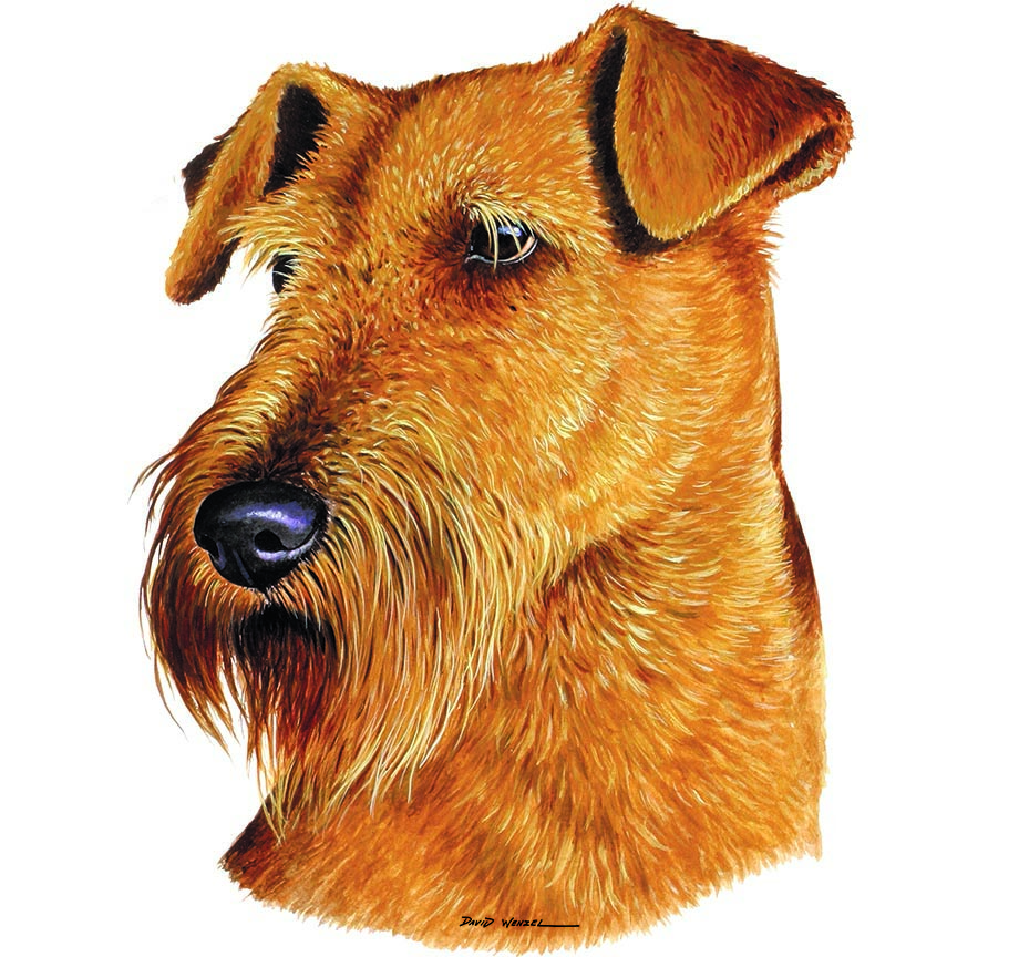 ABH – 1Dogs Irish Terrier 12407 © Art Brands Holdings, LLC