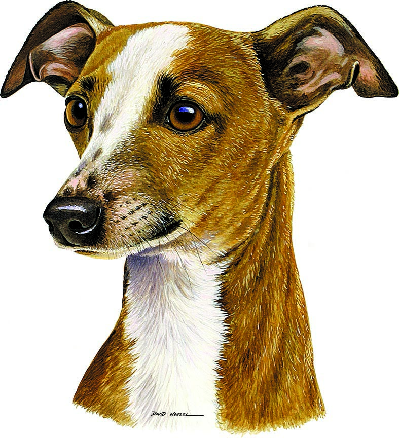 ABH – 1Dogs Italian Greyhound 12388 © Art Brands Holdings, LLC
