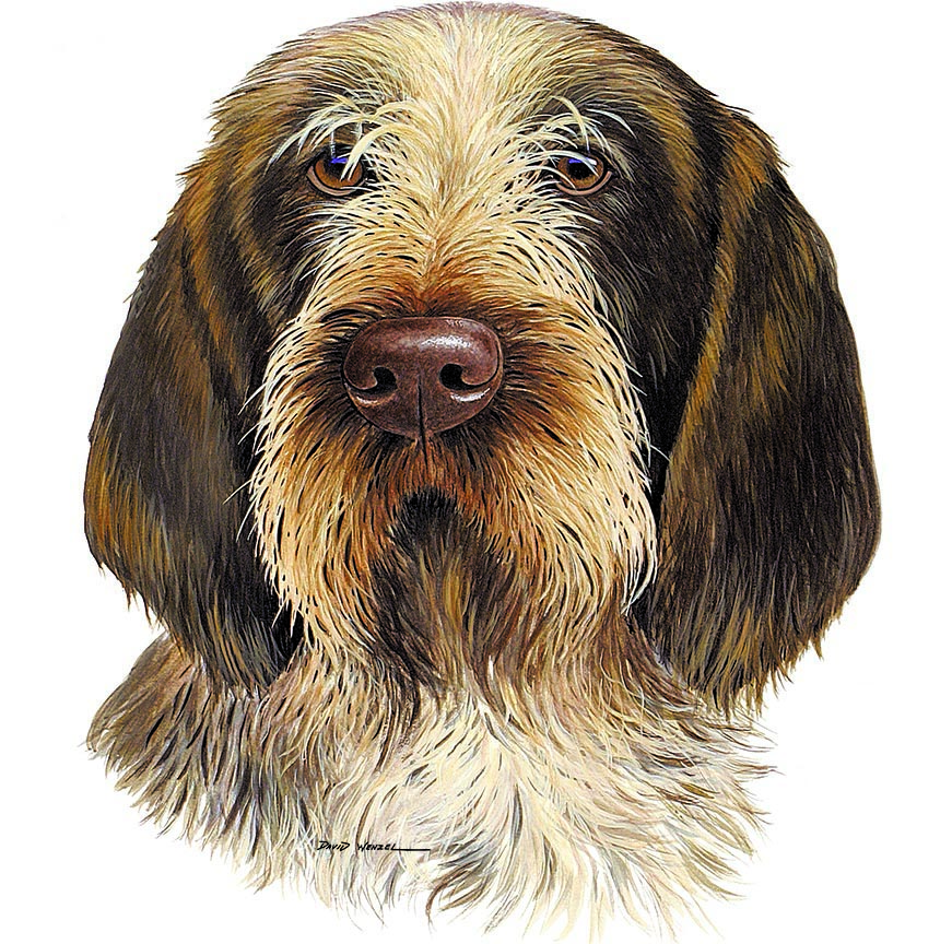 ABH – 1Dogs Italian Spinone 12389 © Art Brands Holdings, LLC