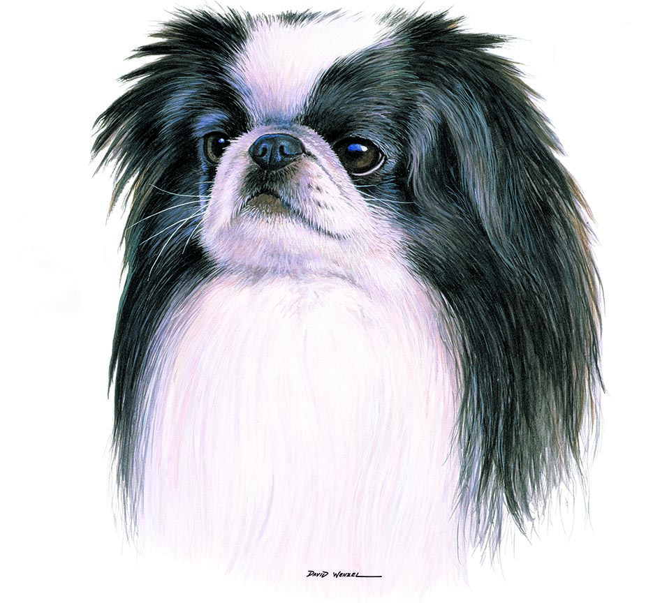 ABH – 1Dogs Japanese Chin 12370 © Art Brands Holdings, LLC