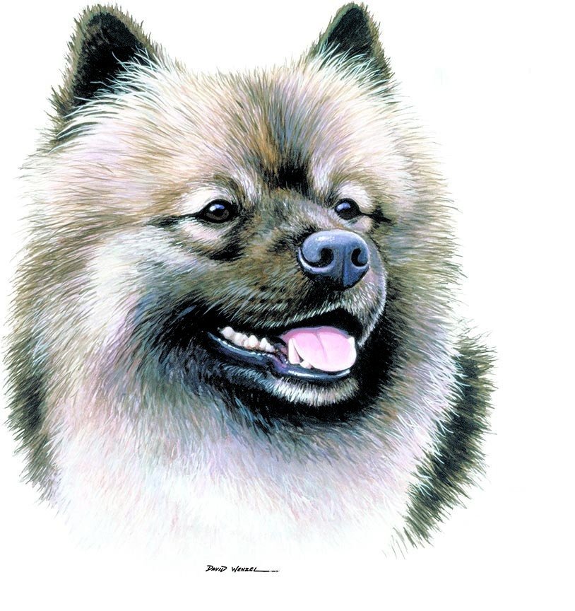 ABH – 1Dogs Keeshond 12365 © Art Brands Holdings, LLC