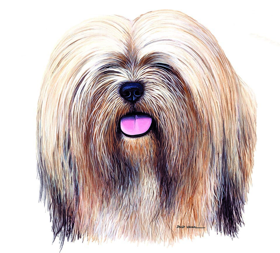 ABH – 1Dogs Lhasa Apso 12339 © Art Brands Holdings, LLC