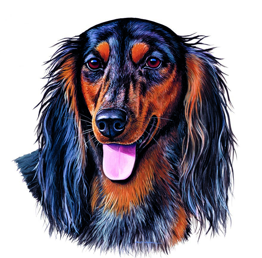 ABH – 1Dogs Long Haired Dachshund 12359 © Art Brands Holdings, LLC