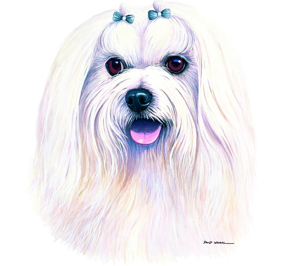 ABH – 1Dogs Maltese 12361 © Art Brands Holdings, LLC