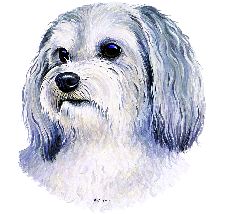 ABH – 1Dogs MaltiPoo12428 © Art Brands Holdings, LLC