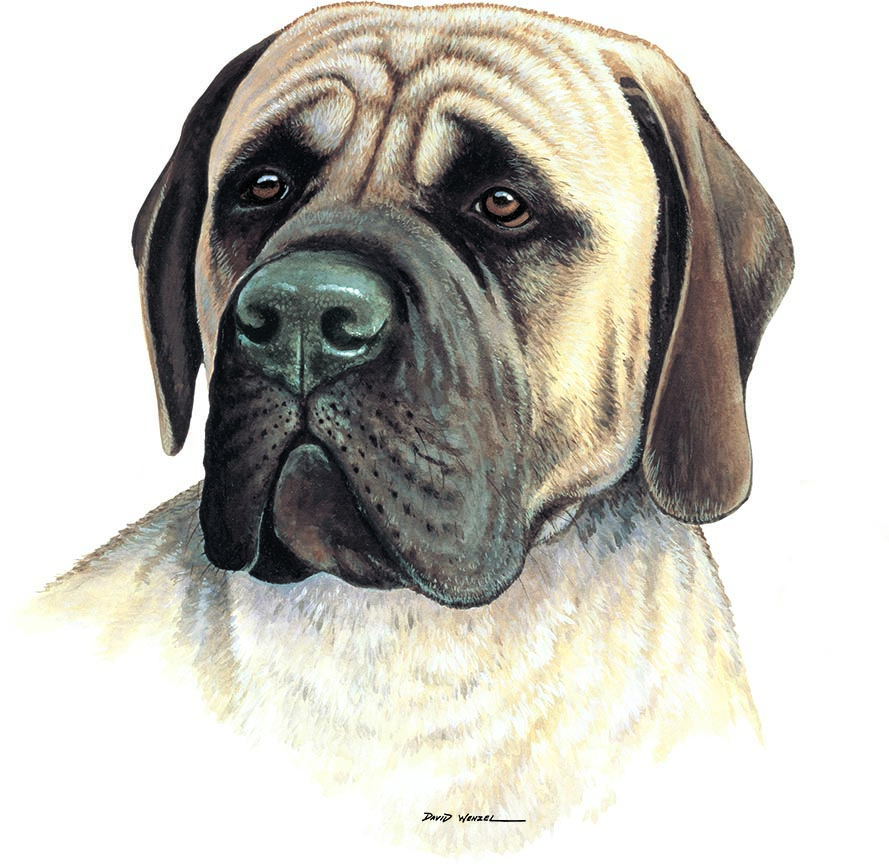 ABH – 1Dogs Mastiff 12303 © Art Brands Holdings, LLC