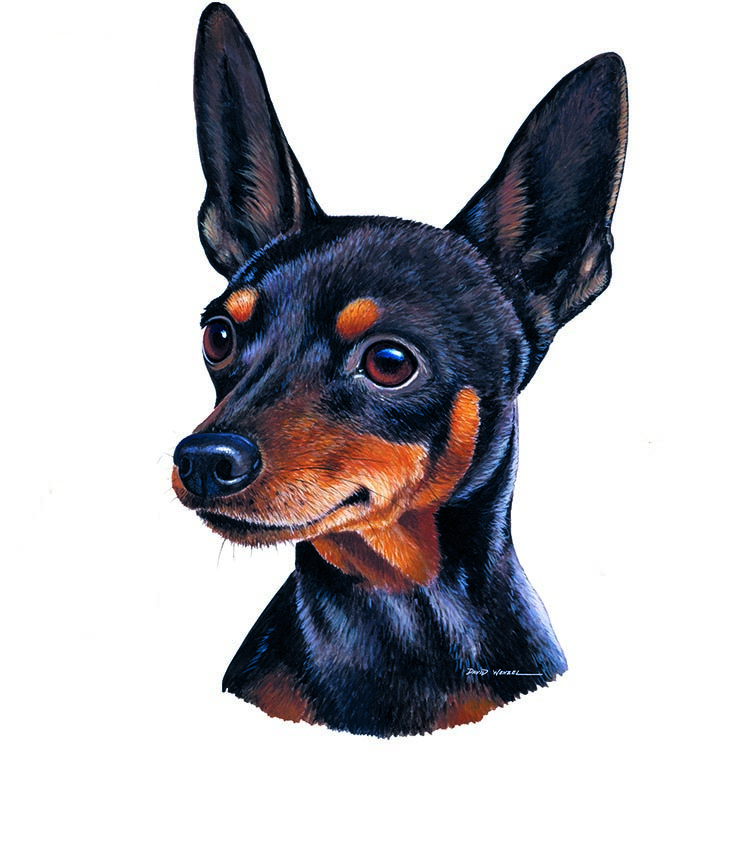 ABH – 1Dogs Miniature Pinscher 12352 © Art Brands Holdings, LLC