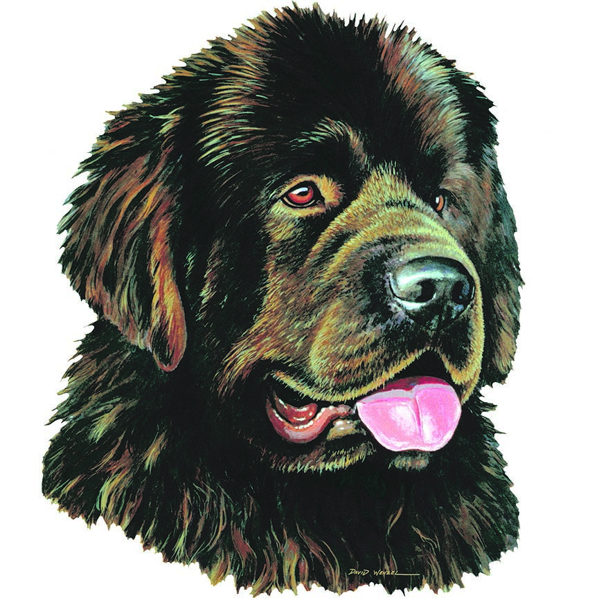 ABH – 1Dogs Newfoundland 12316 © Art Brands Holdings, LLC