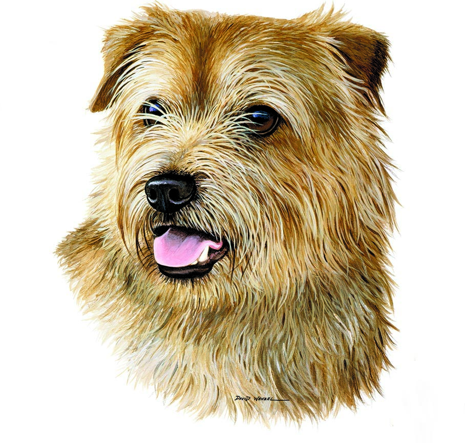 ABH – 1Dogs Norfolk Terrier 12381 © Art Brands Holdings, LLC