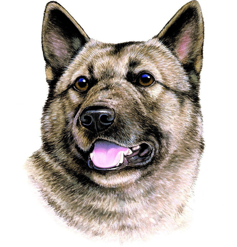 ABH – 1Dogs Norwegian Elkhound 12368 © Art Brands Holdings, LLC