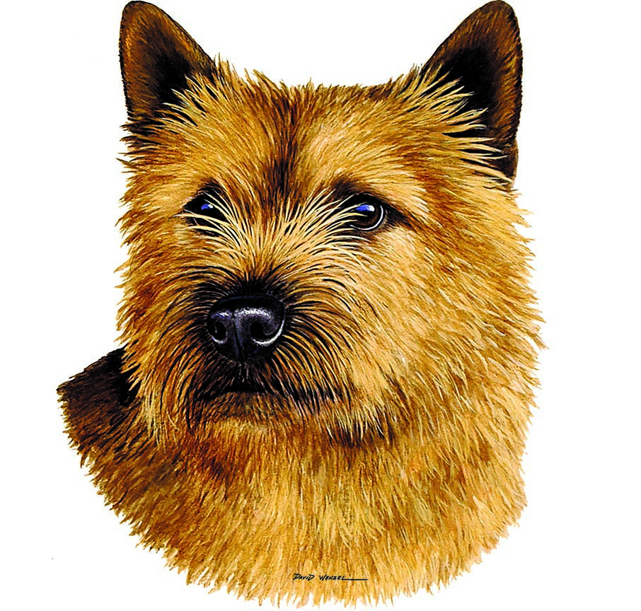 ABH – 1Dogs Norwich Terrier 12411 © Art Brands Holdings, LLC