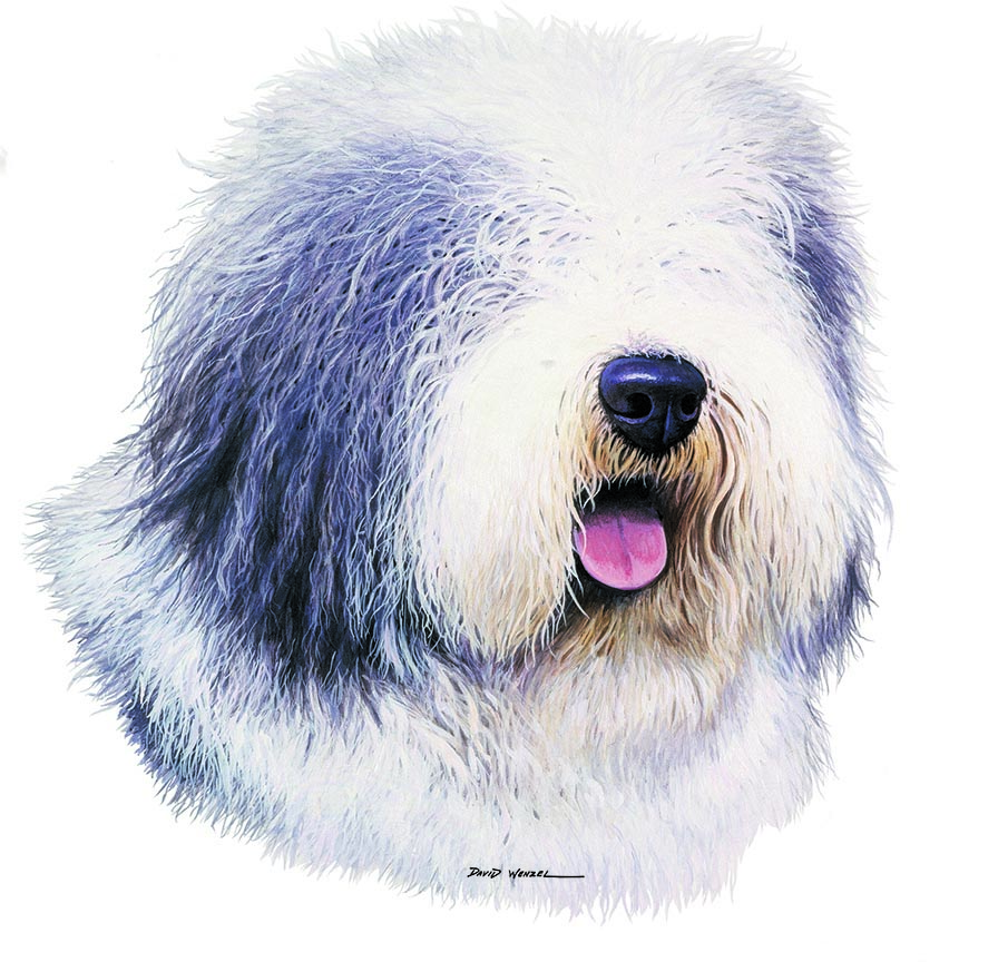 ABH – 1Dogs Old English Sheepdog 12404 © Art Brands Holdings, LLC