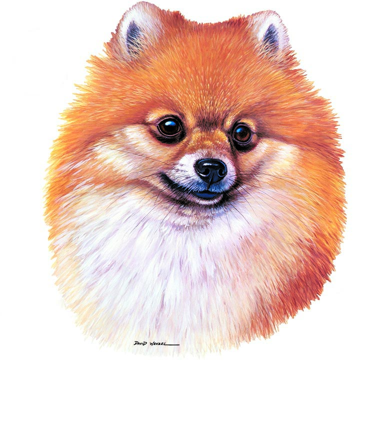 ABH – 1Dogs Pomeranian 12344 © Art Brands Holdings, LLC