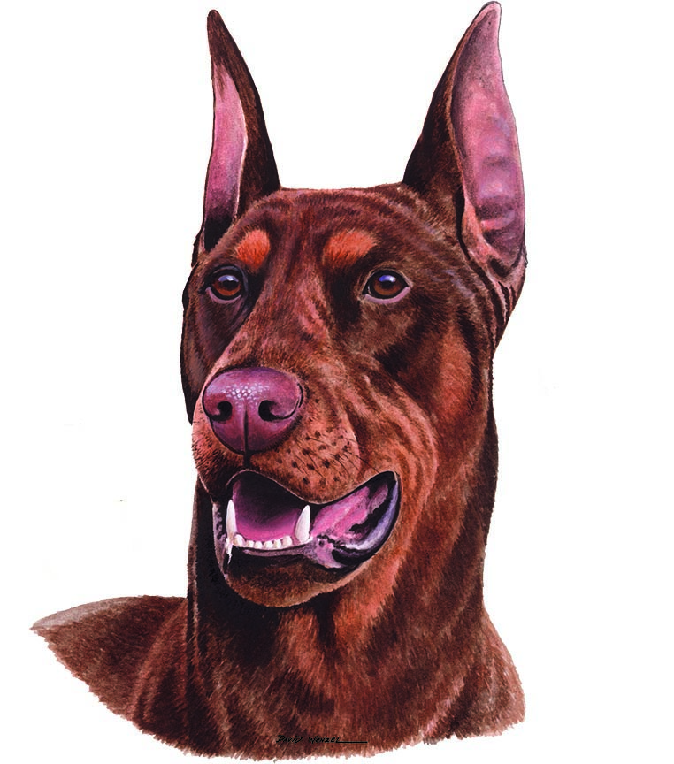 ABH – 1Dogs Red Doberman 12441 © Art Brands Holdings, LLC