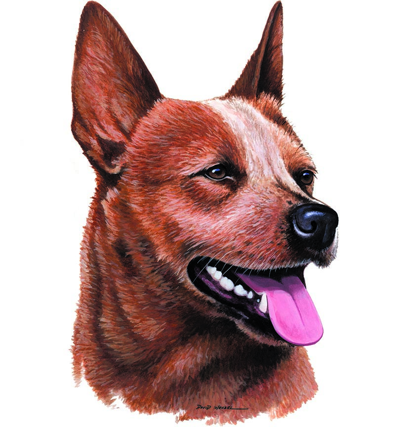 ABH – 1Dogs Red Heeler 12442 © Art Brands Holdings, LLC