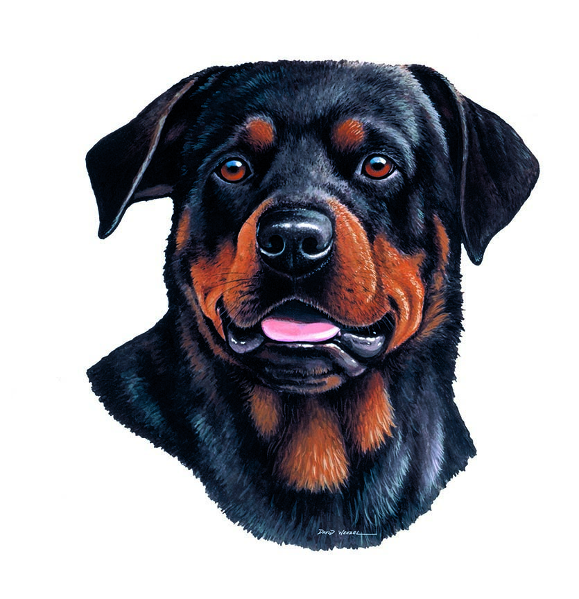 ABH – 1Dogs Rottweiler 12326 © Art Brands Holdings, LLC