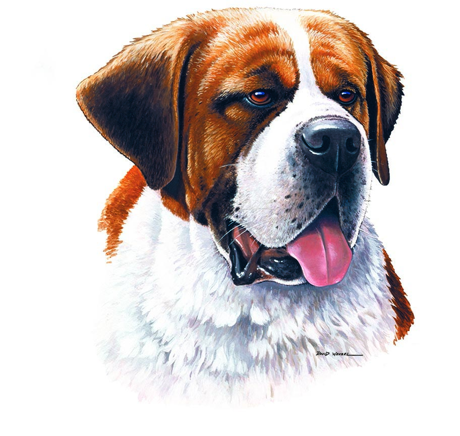 ABH – 1Dogs Saint Bernard 12309 © Art Brands Holdings, LLC