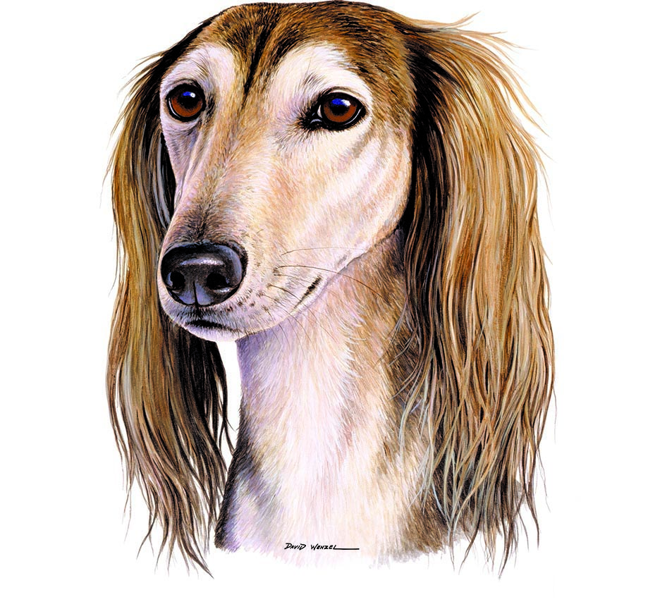 ABH – 1Dogs Saluki 12373 © Art Brands Holdings, LLC