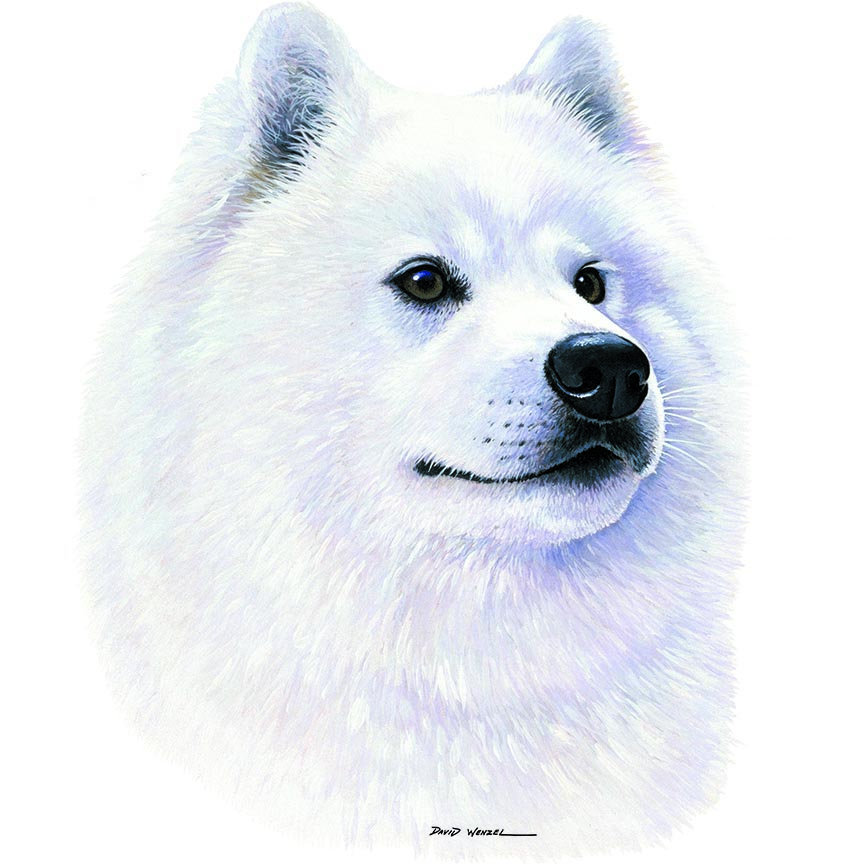 ABH – 1Dogs Samoyed 12398 © Art Brands Holdings, LLC