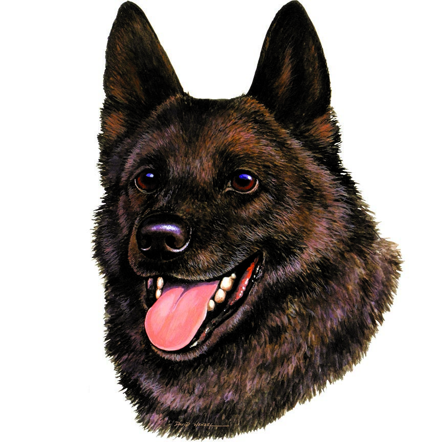 ABH – 1Dogs Schipperke 12410 © Art Brands Holdings, LLC