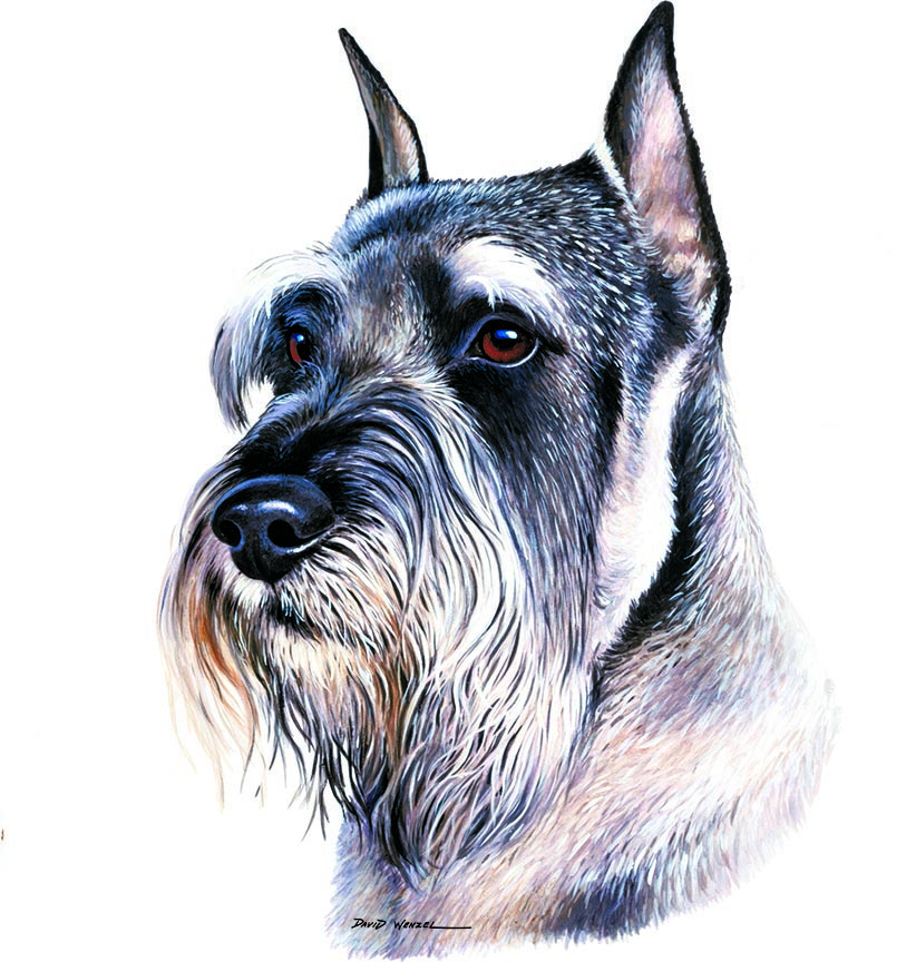 ABH – 1Dogs Schnauzer 12353 © Art Brands Holdings, LLC