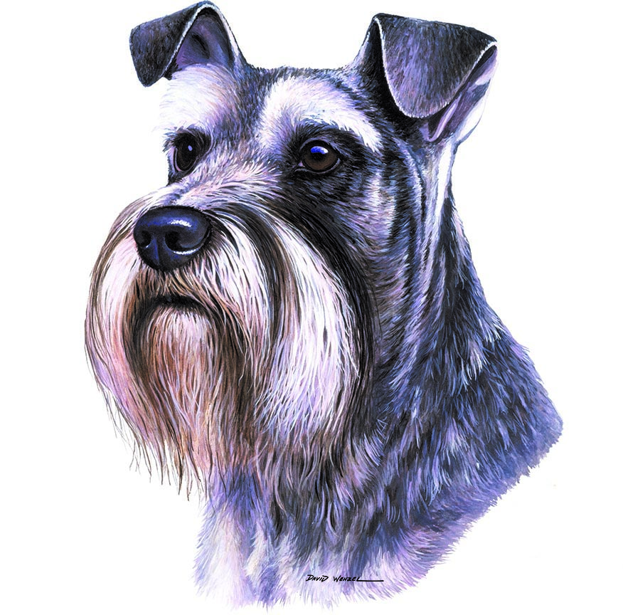 ABH – 1Dogs Schnauzer 12402 © Art Brands Holdings, LLC