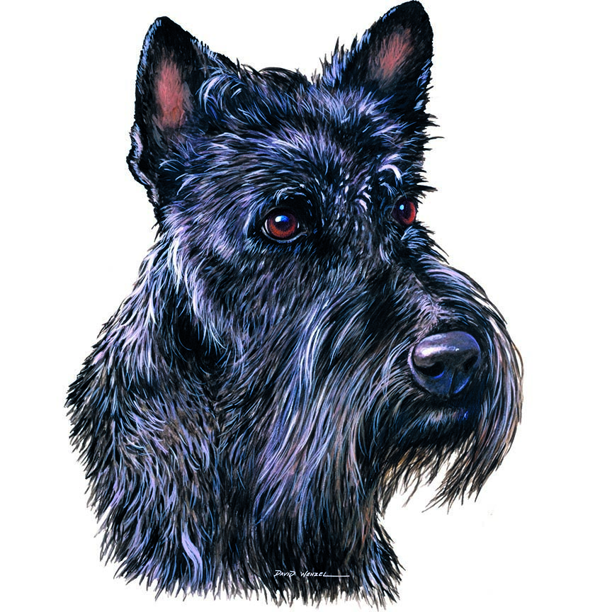 ABH – 1Dogs Scottish Terrier 12354 © Art Brands Holdings, LLC