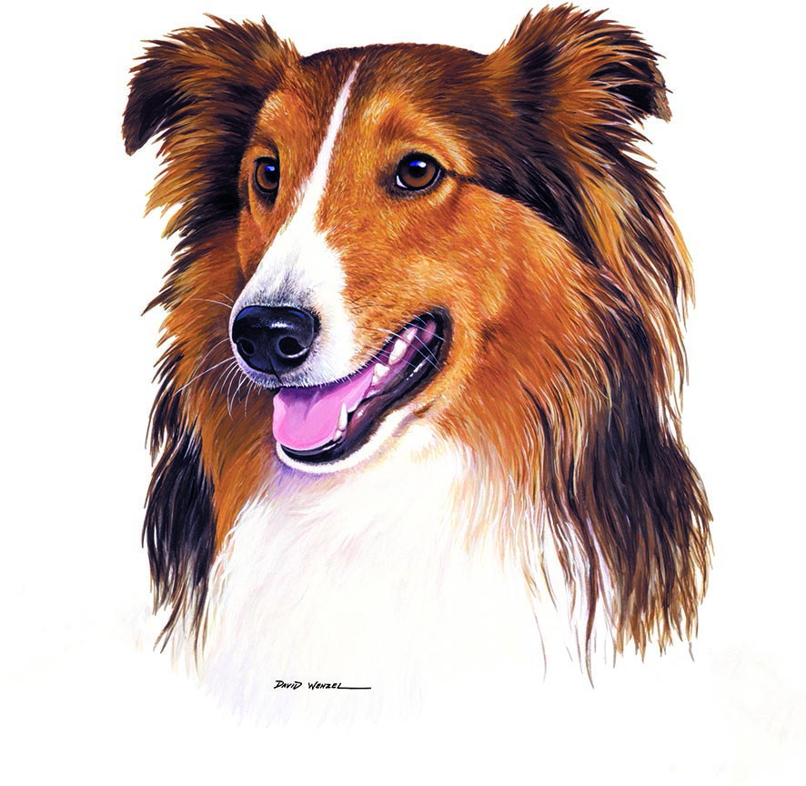 ABH – 1Dogs Shetland Sheepdog 12332 © Art Brands Holdings, LLC