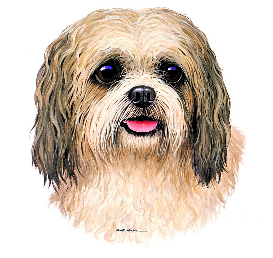 ABH – 1Dogs Shih Poo 12426 © Art Brands Holdings, LLC