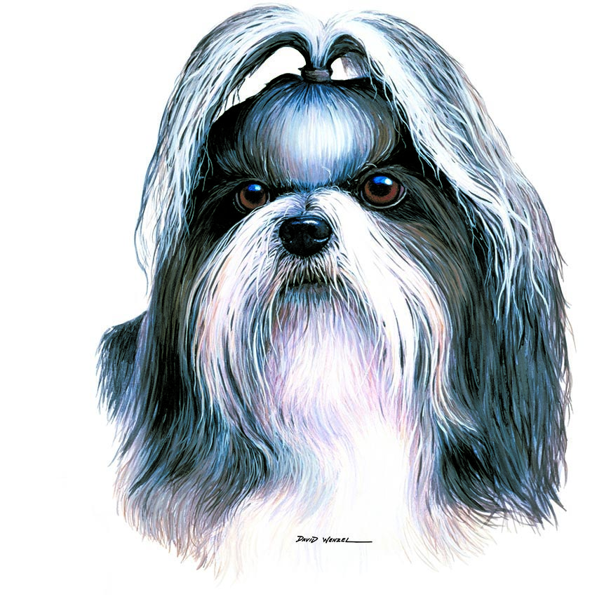 ABH – 1Dogs Shih Tzu 12360 © Art Brands Holdings, LLC