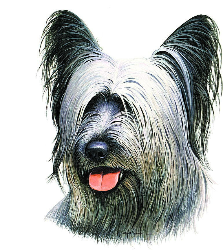 ABH – 1Dogs Skye Terrier 12385 © Art Brands Holdings, LLC