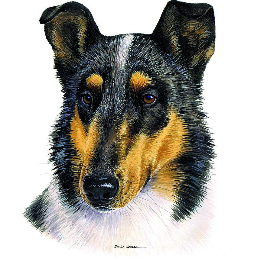 ABH – 1Dogs Smooth Coat Collie 12419 © Art Brands Holdings, LLC