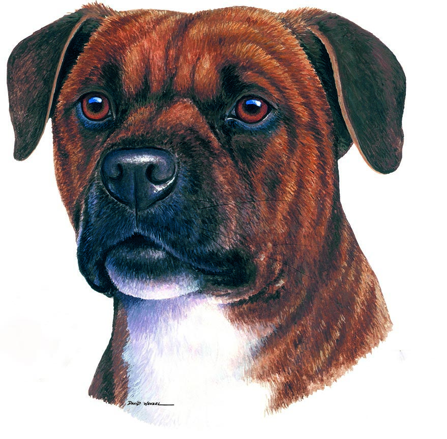 ABH – 1Dogs Staffordshire Bull Terrier 12403 © Art Brands Holdings, LLC