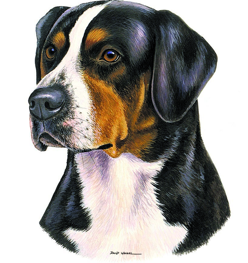 ABH – 1Dogs Swiss Mountain Dog 12386 © Art Brands Holdings, LLC