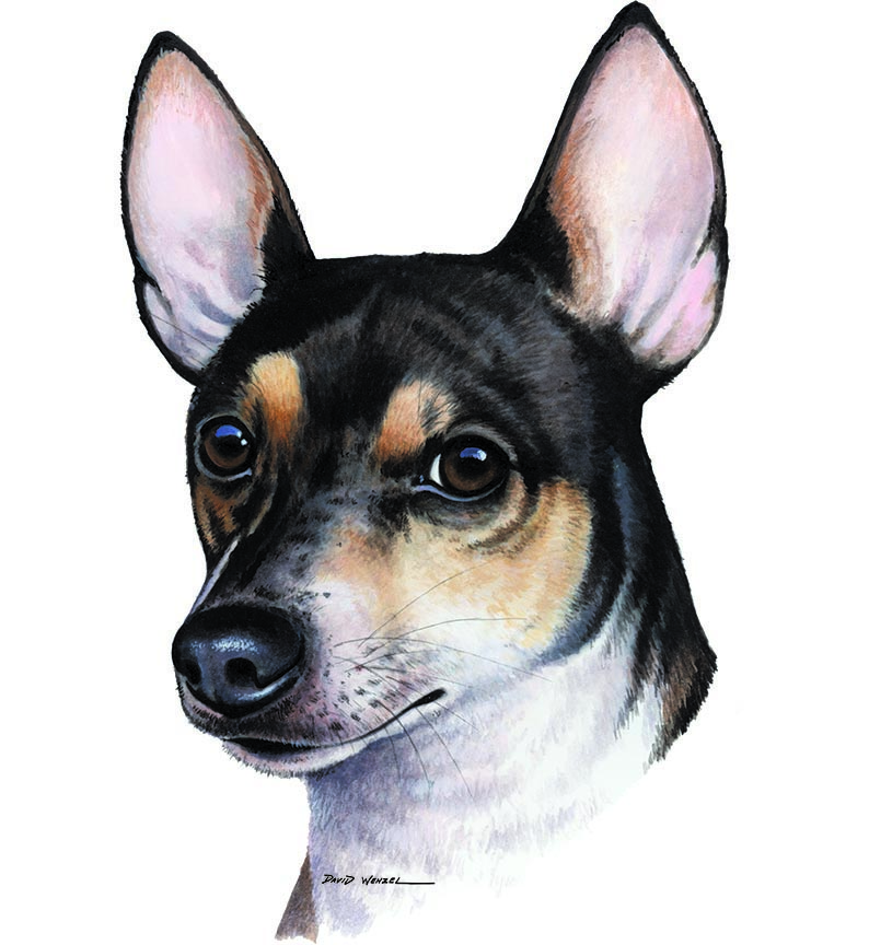ABH – 1Dogs Toy Fox Terrier 12444 © Art Brands Holdings, LLC