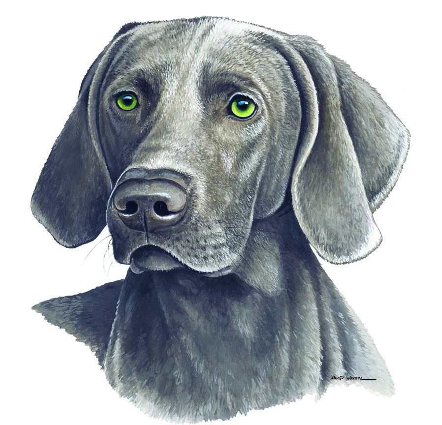 ABH – 1Dogs Weimaraner 12308 © Art Brands Holdings, LLC