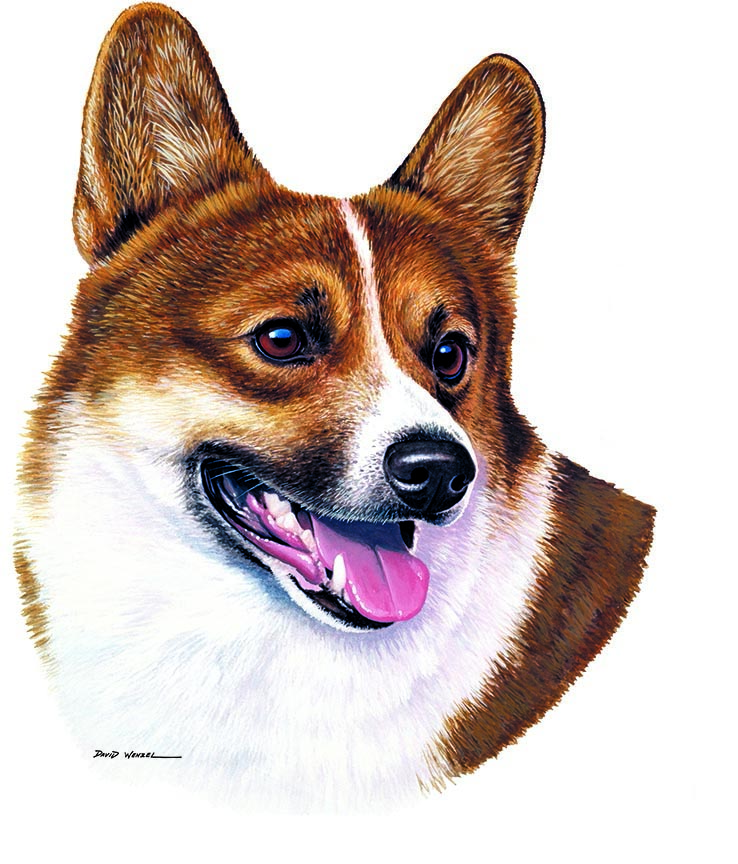 ABH – 1Dogs Welsh Corgi 12333 © Art Brands Holdings, LLC